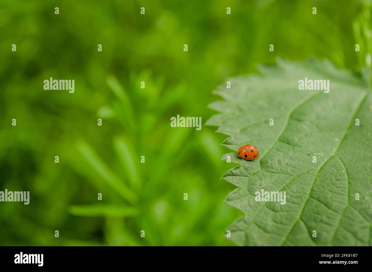 01. 05. 2017. Donau - Serbien, Novi Sad, Petrovaradin. Marienkäfer (Coccinellidae) in seiner natürlichen Umgebung auf Gras. Stockfoto