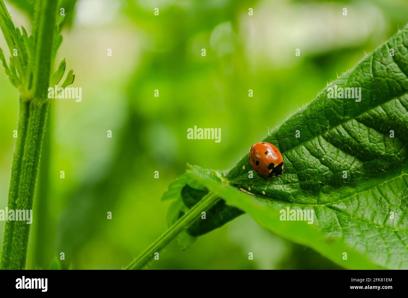 01. 05. 2017. Donau - Serbien, Novi Sad, Petrovaradin. Marienkäfer (Coccinellidae) in seiner natürlichen Umgebung auf Gras. Stockfoto