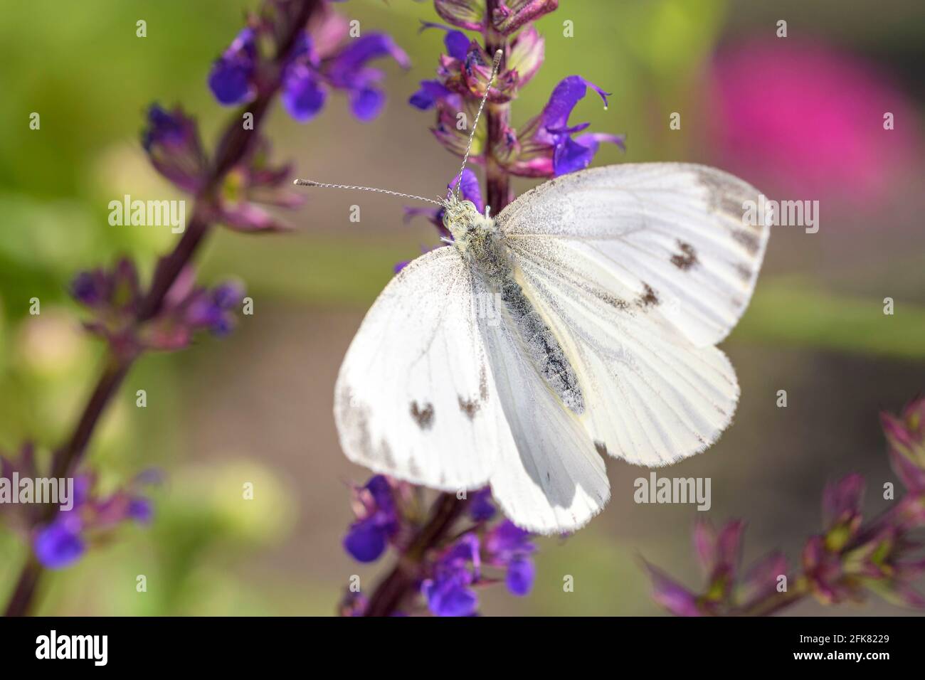 Großer weißer Schmetterling (weiblich) - Pieris brassicae - ruht auf Salvia nemorosa - dem Waldsalbei, Balkanklary, Blauer Salbei oder Wildsalbei Stockfoto