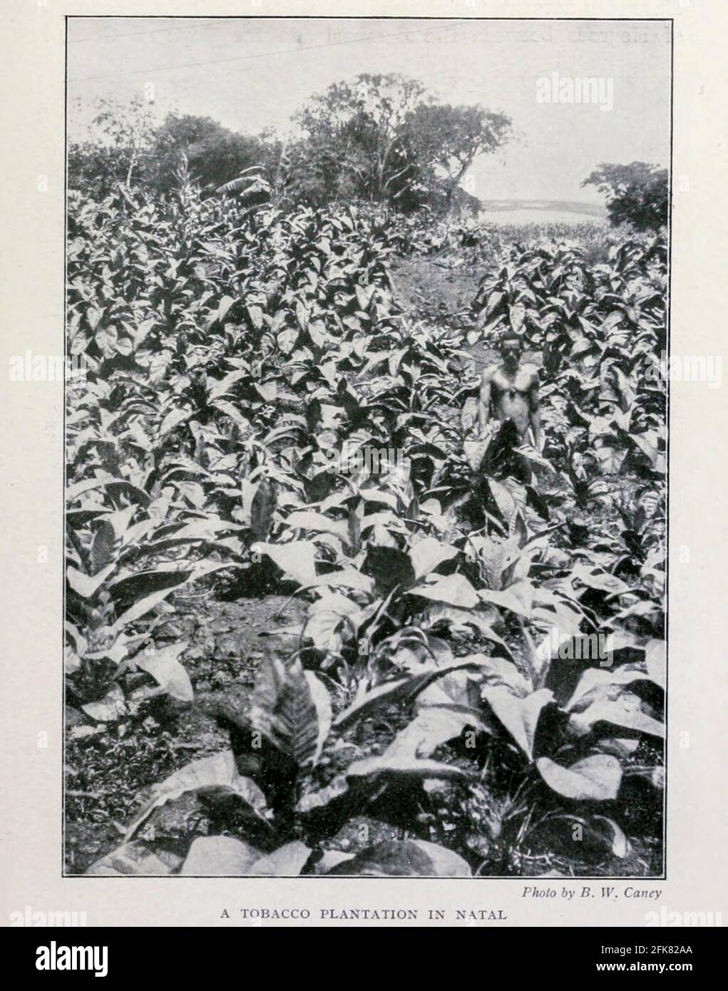 A Tobacco Plantation in Natal from the Book 'Britain across the Seas : Africa : A history and description of the British Empire in Africa' von Johnston, Harry Hamilton, Sir, 1858-1927 Veröffentlicht 1910 in London von National Society's Depository Stockfoto