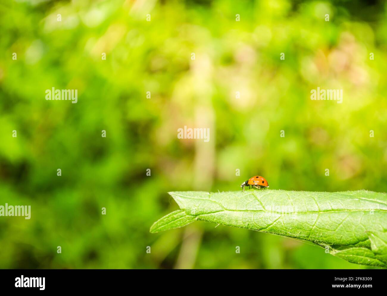 01. 05. 2017. Donau - Serbien, Novi Sad, Petrovaradin. Marienkäfer (Coccinellidae) in seiner natürlichen Umgebung auf Gras. Stockfoto