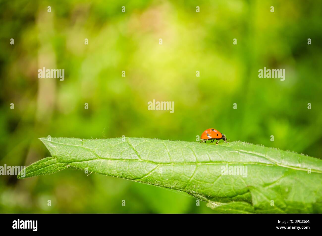 01. 05. 2017. Donau - Serbien, Novi Sad, Petrovaradin. Marienkäfer (Coccinellidae) in seiner natürlichen Umgebung auf Gras. Stockfoto