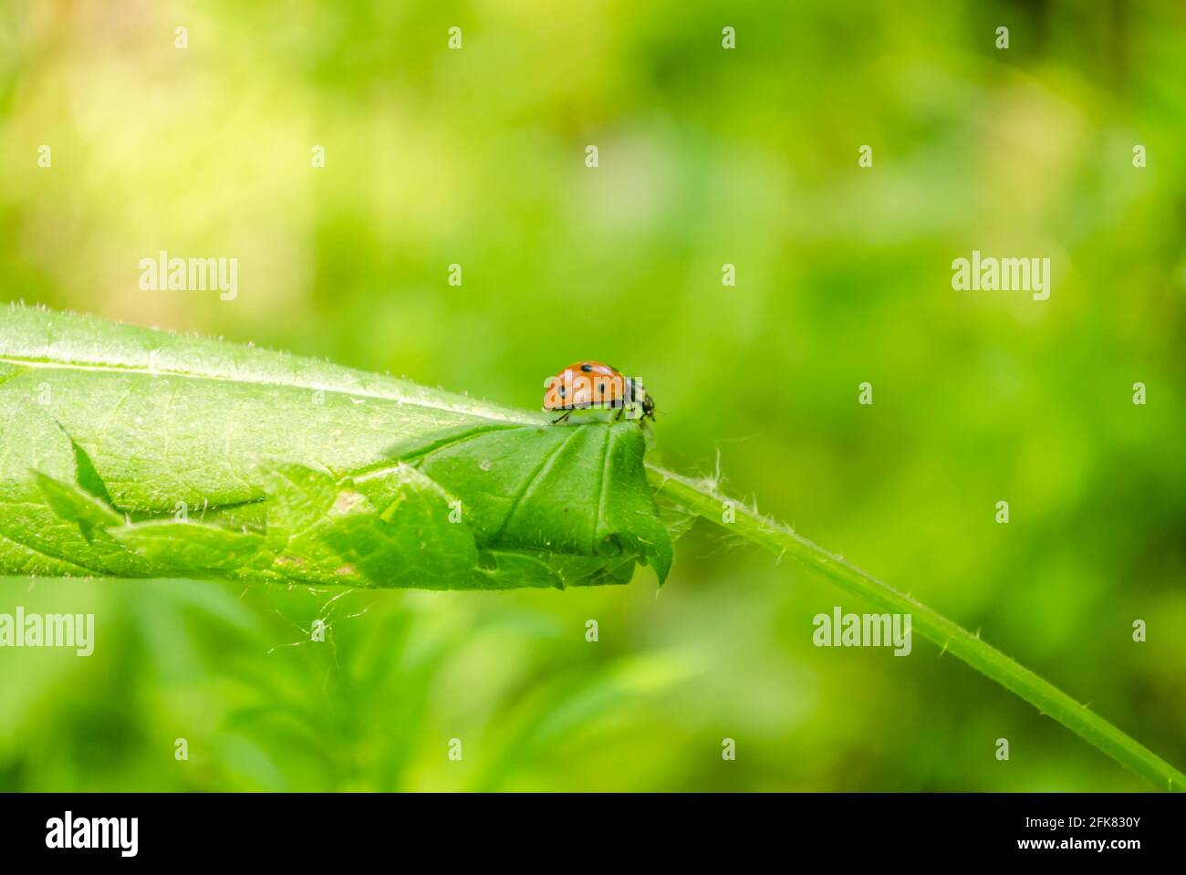 01. 05. 2017. Donau - Serbien, Novi Sad, Petrovaradin. Marienkäfer (Coccinellidae) in seiner natürlichen Umgebung auf Gras. Stockfoto