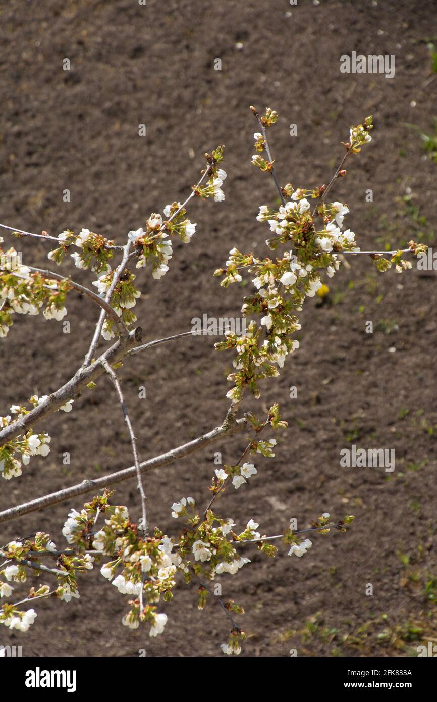 Frühling mit kleinen weißen Kirschblüten auf ein wenig Baum im Ziergarten Stockfoto