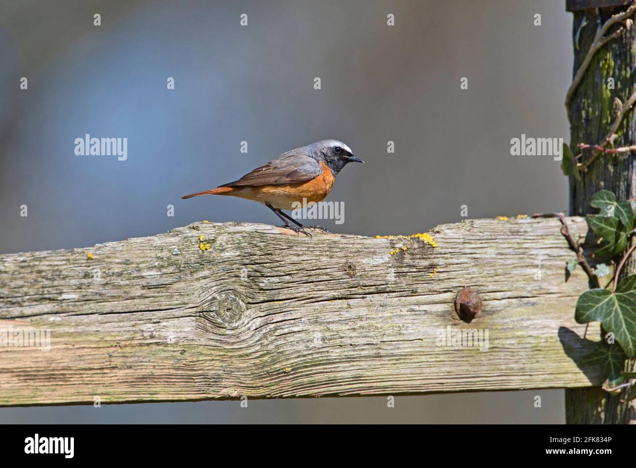 Männlicher Rotstarr (Phoenicurus phoenicurus) Auf einem verfallenden Holzzaun gelegen Stockfoto