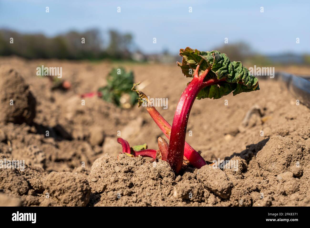 Rhabarber junge Pflanze, nur in einem Feld gepflanzt, Stockfoto