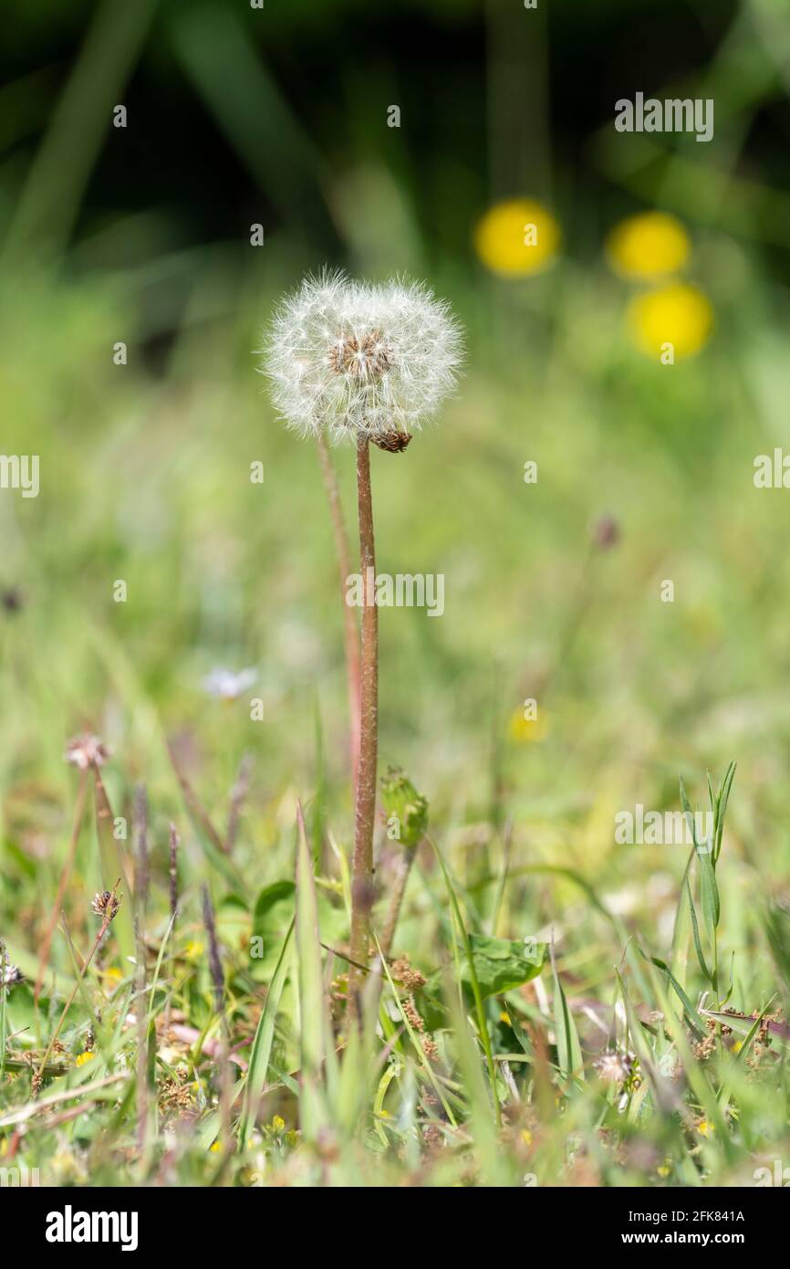 Löwenzahn, Stadt Isehara, Präfektur Kanagawa, Japan Stockfoto