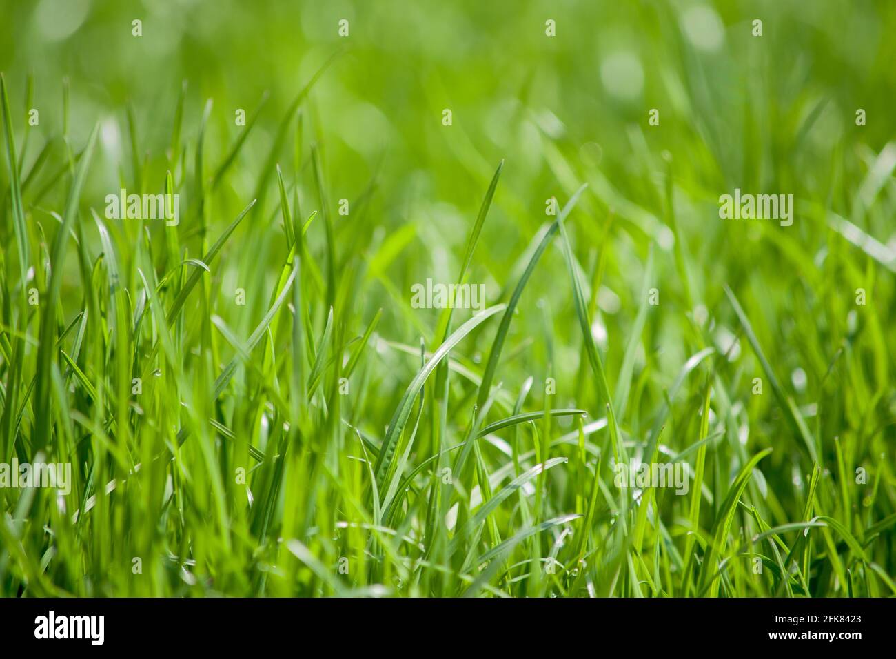 Frühlingsgras, Sommerfeld mit sonnigem Hintergrund, verschwommener, unscharfem Naturhintergrund Stockfoto
