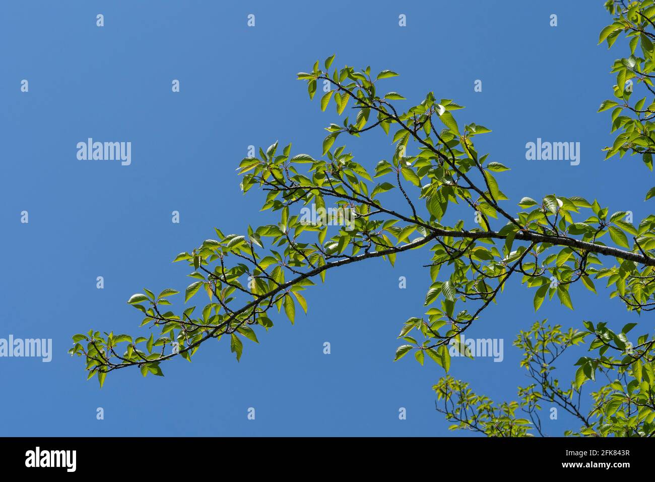 Kirschbaum im April, Stadt Isehara, Präfektur Kanagawa, Japan. Frische grüne Blätter. Stockfoto