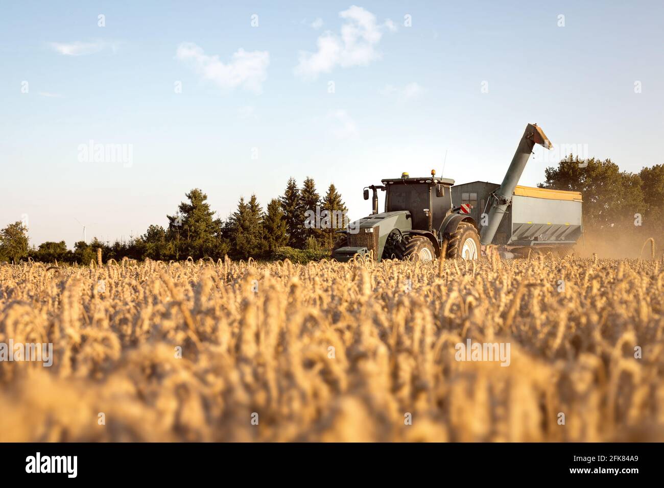 Traktor mit Getreidewagen auf einem Weizenfeld Stockfoto