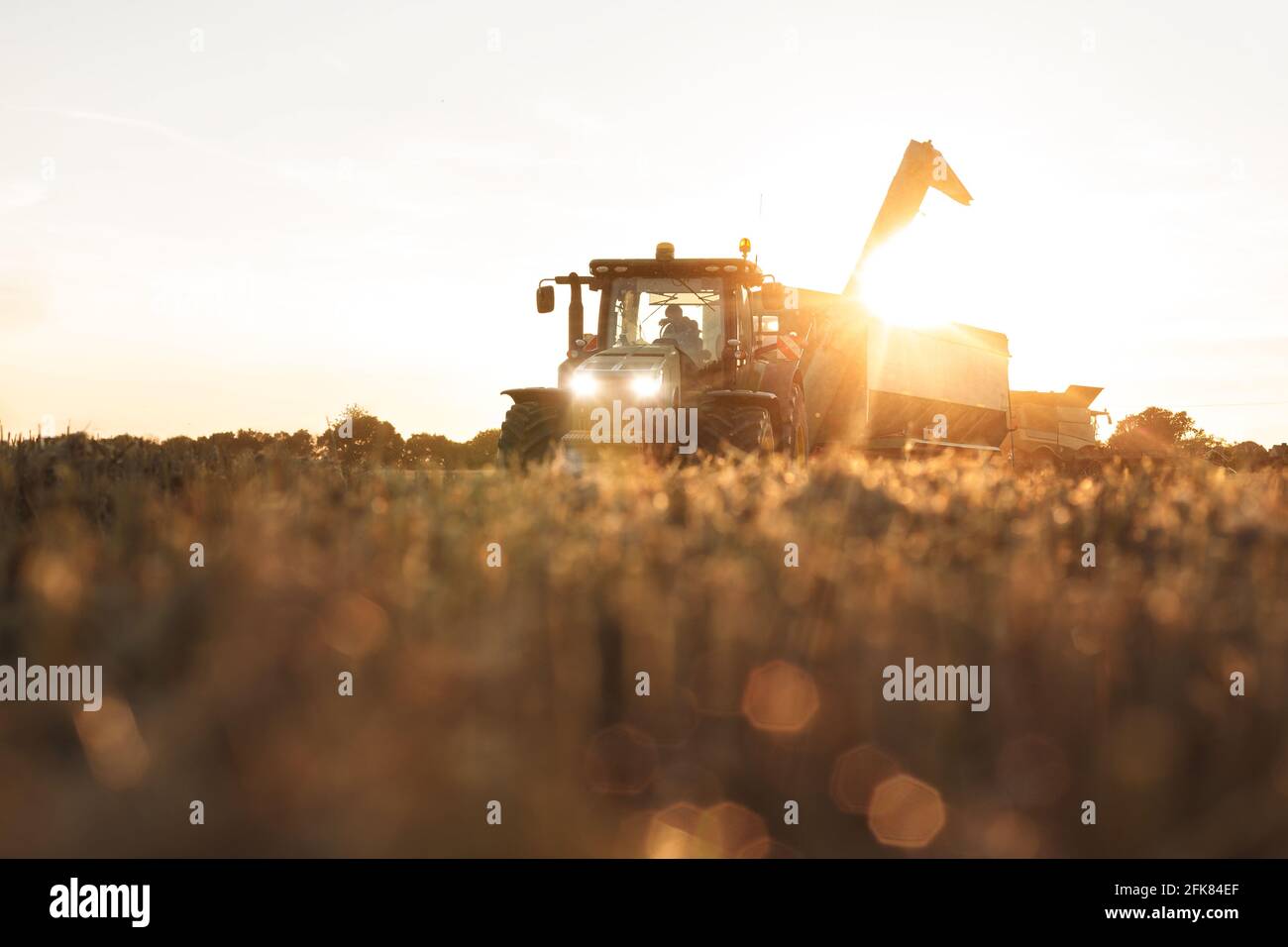 Traktor mit Getreidewagen auf einem Feld bei Sonnenuntergang Stockfoto