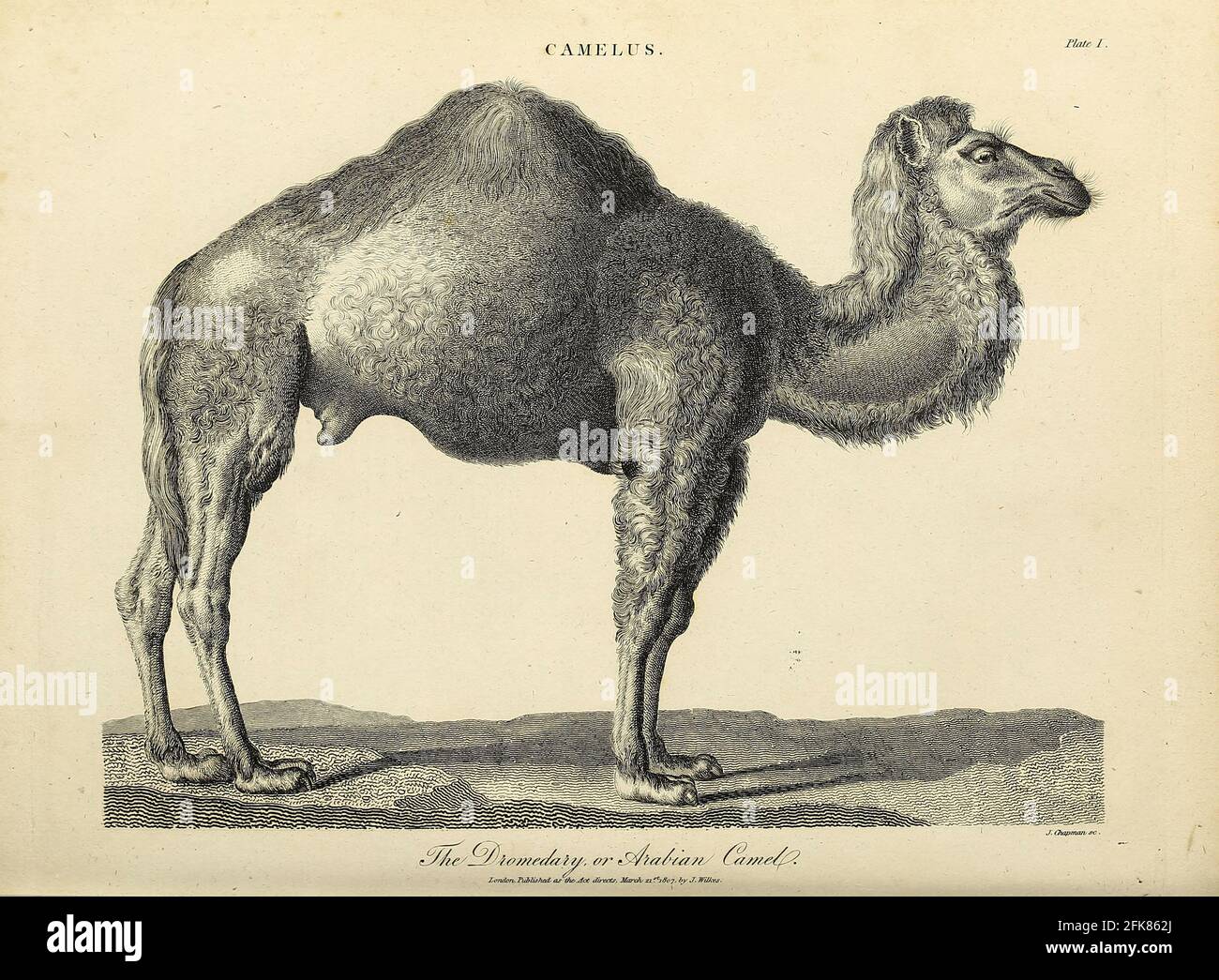 Dromedar oder arabisches Kamel (Camelus dromedarius) Kupferstich aus der Encyclopaedia Londinensis OR, Universelles Wörterbuch der Künste, Wissenschaften und Literatur; Band III; herausgegeben von Wilkes, John. Veröffentlicht 1810 in London Stockfoto