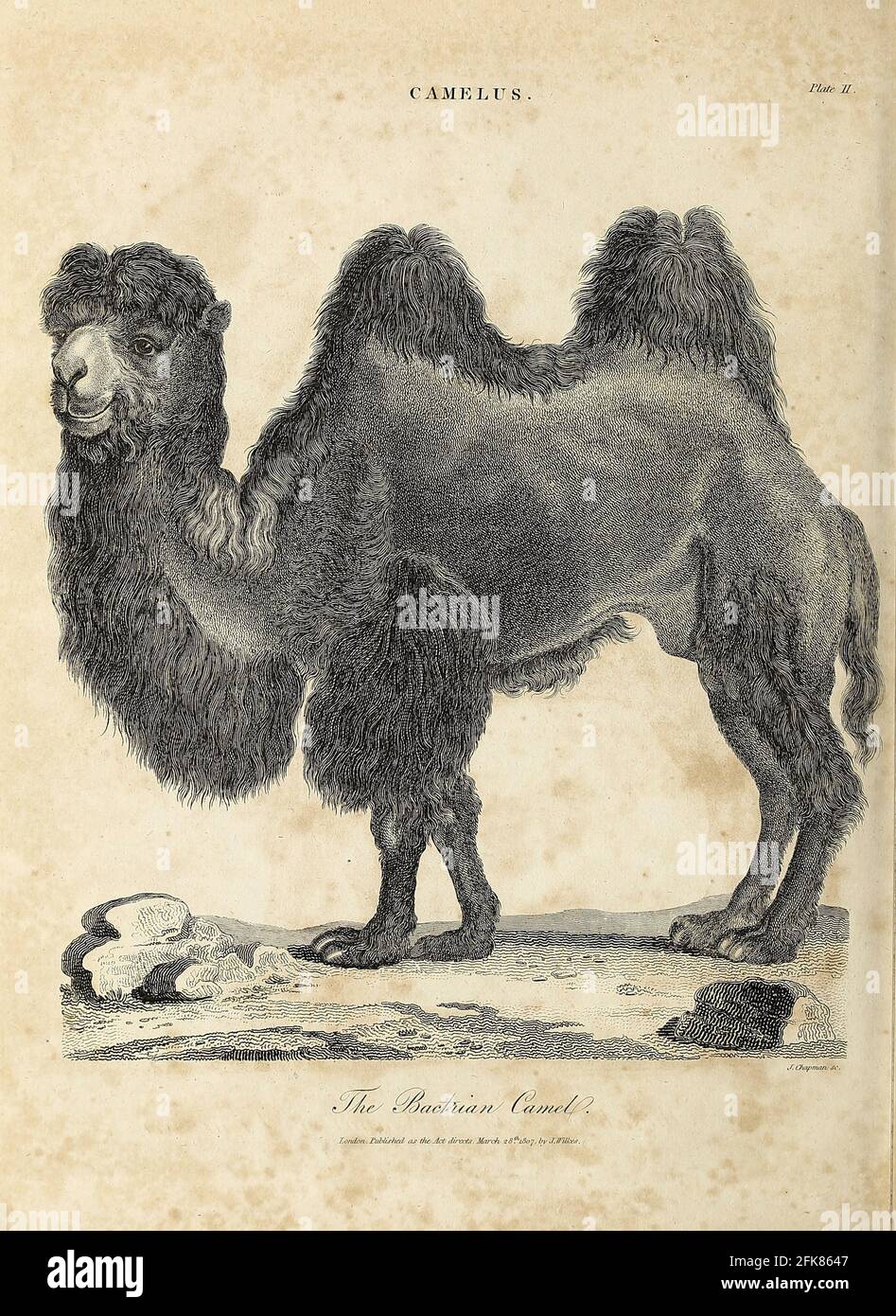 Baktrianische oder mongolische Kamele (Camelus bactrianus) Kupferstich aus der Encyclopaedia Londinensis OR, Universelles Wörterbuch der Künste, Wissenschaften und Literatur; Band III; herausgegeben von Wilkes, John. Veröffentlicht 1810 in London Stockfoto