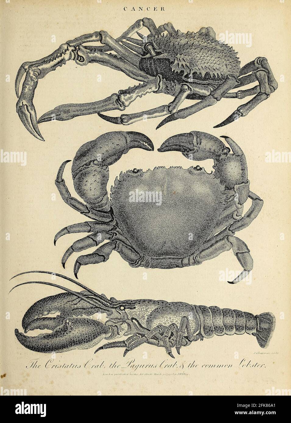 Krebskrabben und Hummer Kupferstich aus der Encyclopaedia Londinensis OR, Universal Dictionary of Arts, Sciences, and literature; Band III; herausgegeben von Wilkes, John. Veröffentlicht 1810 in London Stockfoto