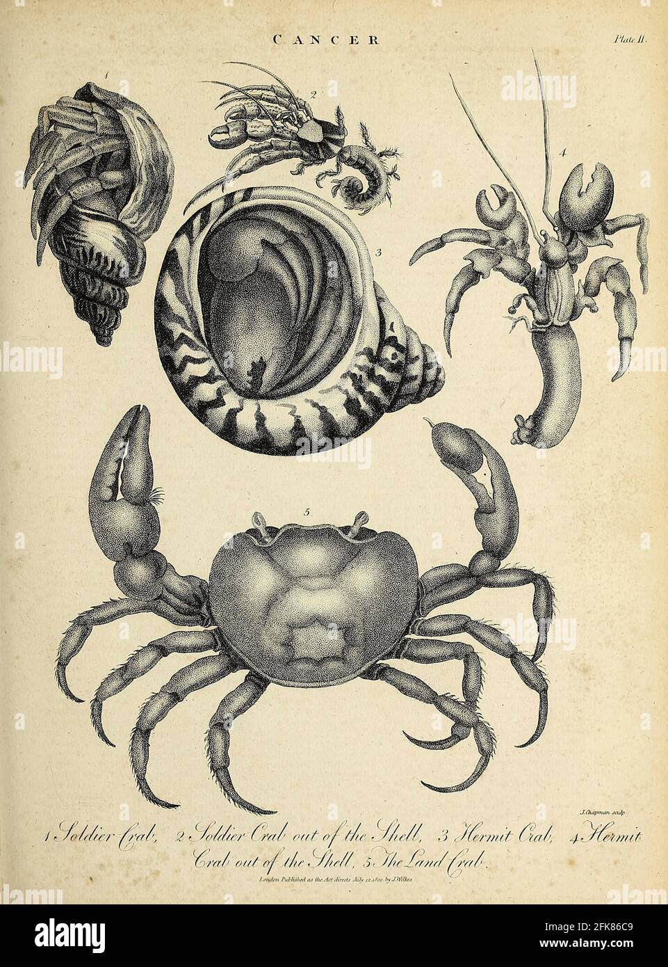 Krebskrabben und Hummer Kupferstich aus der Encyclopaedia Londinensis OR, Universal Dictionary of Arts, Sciences, and literature; Band III; herausgegeben von Wilkes, John. Veröffentlicht 1810 in London Stockfoto