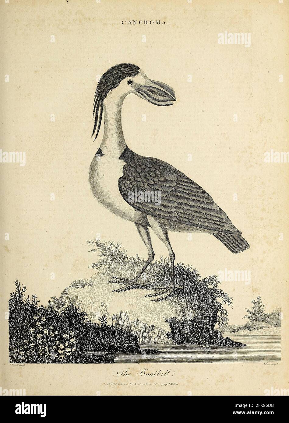 Cancroma the Boatbill the boat-billed heron (Cochlearius cochlearius syn Cancroma cochlearia) Kupferstich aus der Encyclopedia Londinensis OR, Universal Dictionary of Arts, Sciences, and literature; Band III; herausgegeben von Wilkes, John. Veröffentlicht 1810 in London Stockfoto