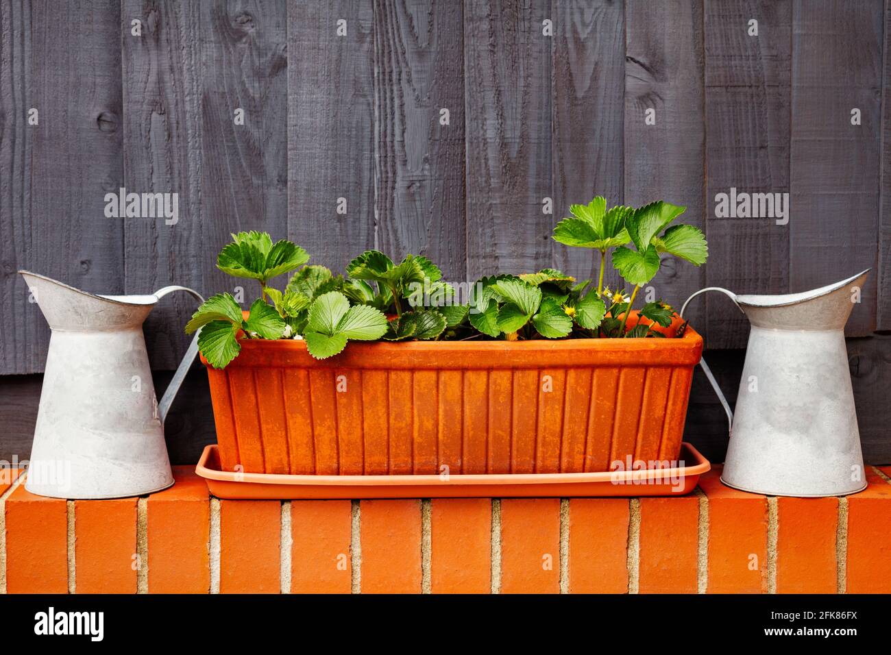 Selbstgewachsene Erdbeerpflanze in einem Terrakotta-Topf. Metallkannen sind auf beiden Seiten und sitzen auf einer roten Ziegelwand. Stockfoto