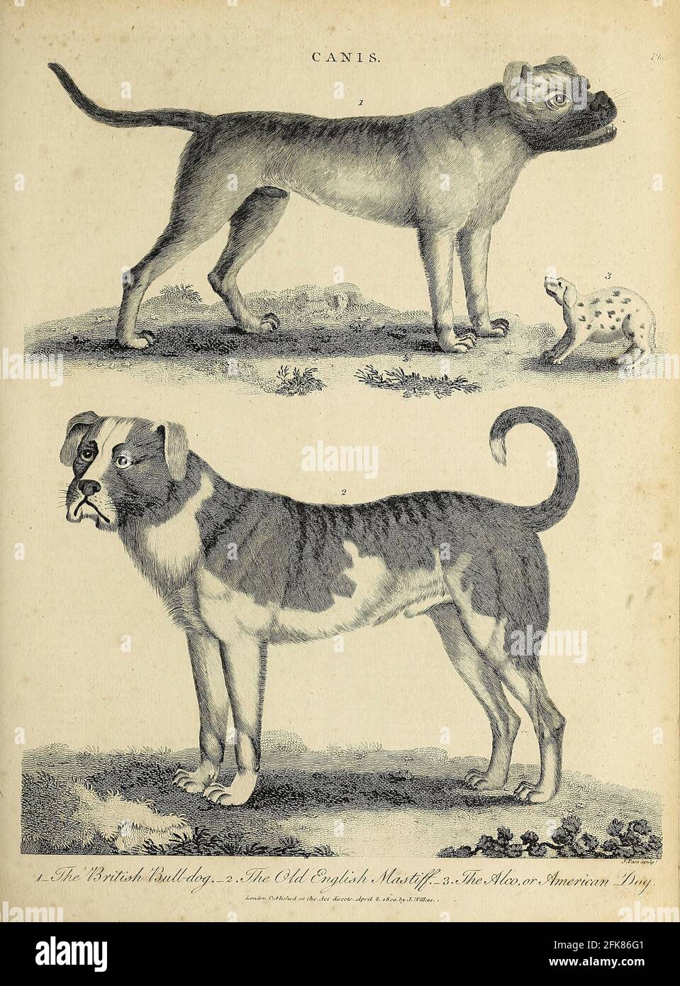 Canis Dog Breeds British Bulldog (Oben) Old English Mastiff (Unten) The Alco or American Dog (Right) Kupferstich aus der Encyclopedia Londinensis OR, Universal Dictionary of Arts, Sciences, and literature; Band III; herausgegeben von Wilkes, John. Veröffentlicht 1810 in London Stockfoto