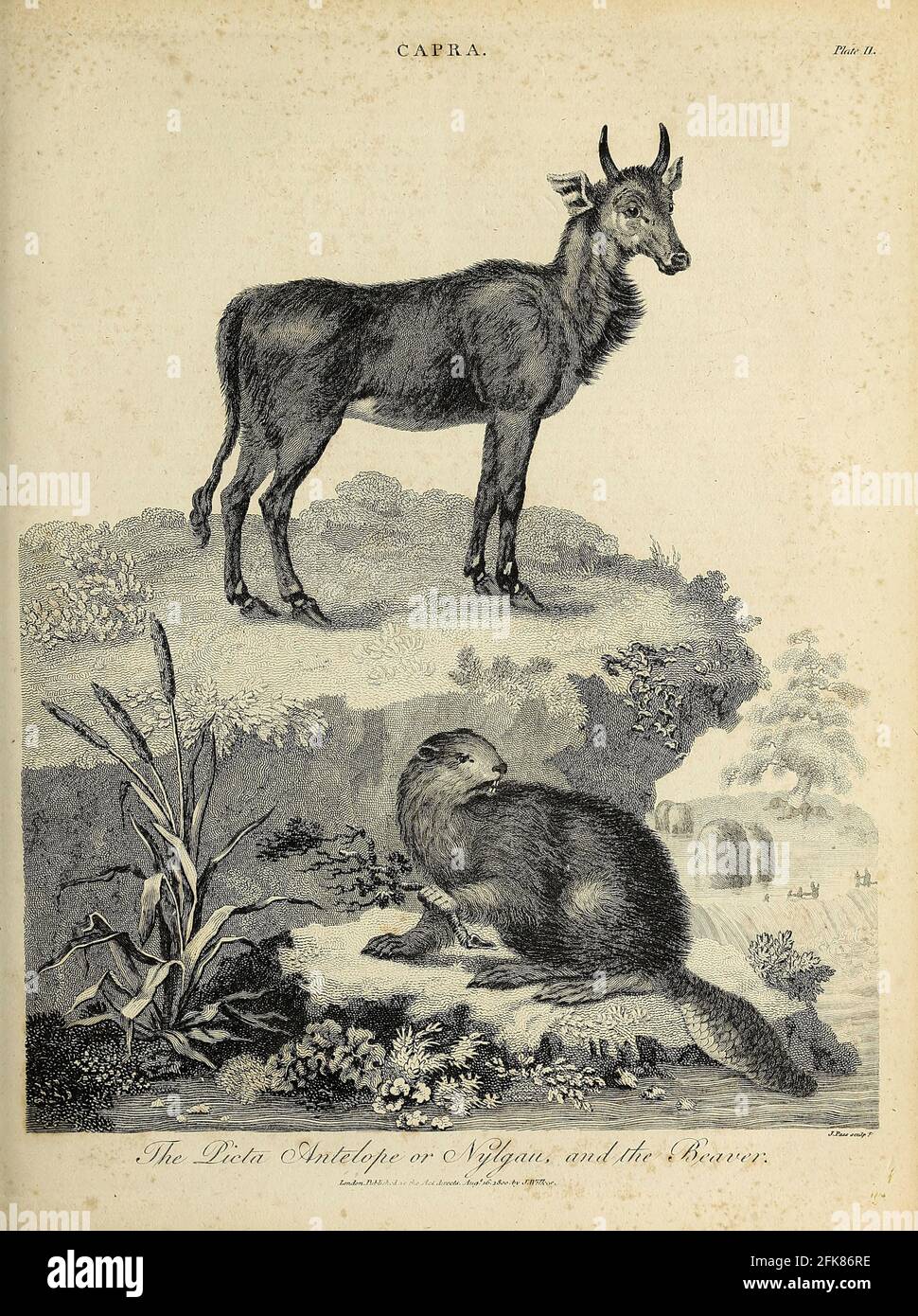 Capra die Picta Antelope oder Nylgau und der Beaver Kupferstich aus der Encyclopedia Londinensis OR, Universelles Wörterbuch der Künste, Wissenschaften und Literatur; Band III; herausgegeben von Wilkes, John. Veröffentlicht 1810 in London Stockfoto