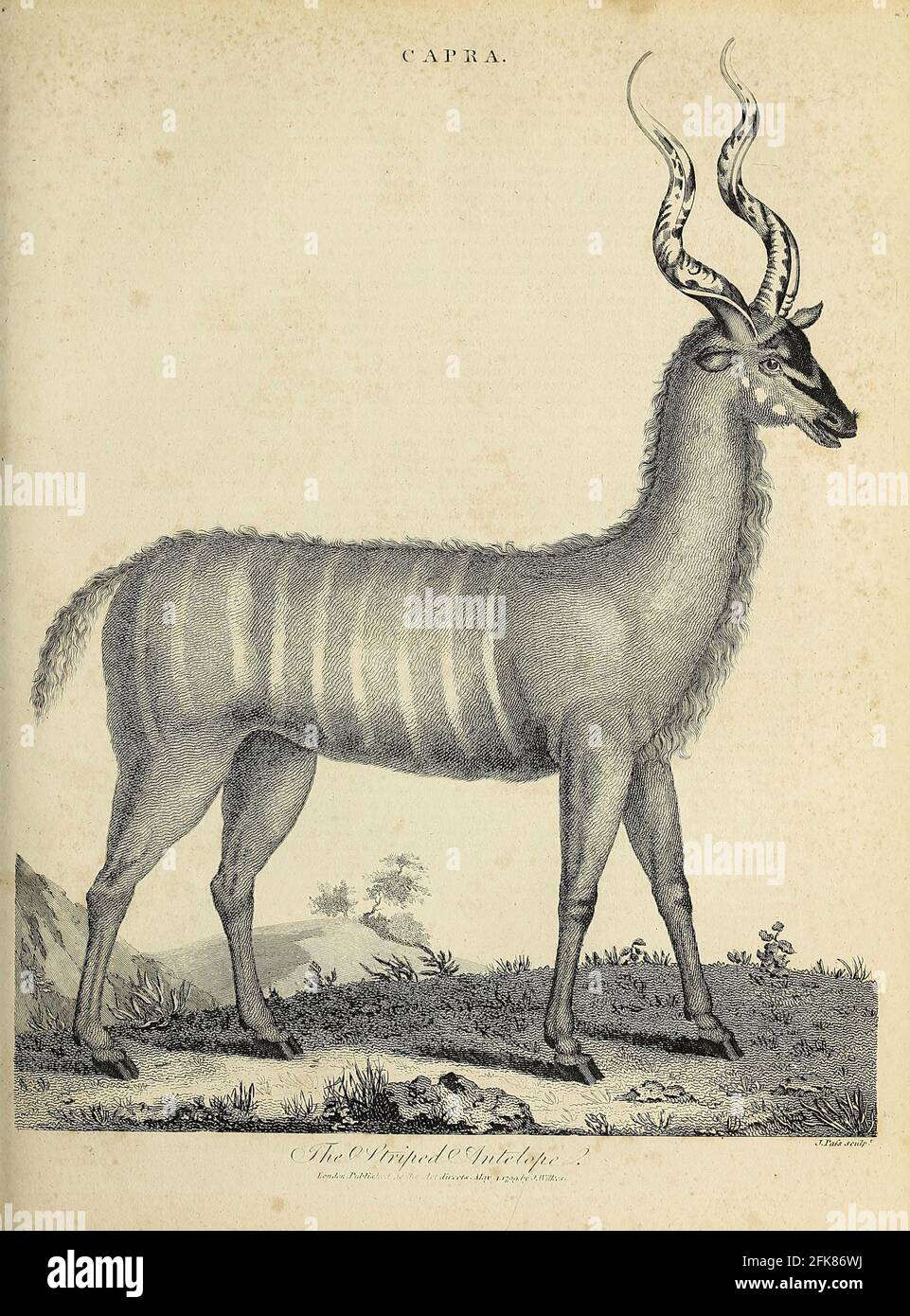 Capra die gestreifte Antilope Kupferstich aus der Encyclopaedia Londinensis oder, Universal Dictionary of Arts, Sciences, and literature; Band III; herausgegeben von Wilkes, John. Veröffentlicht 1810 in London Stockfoto