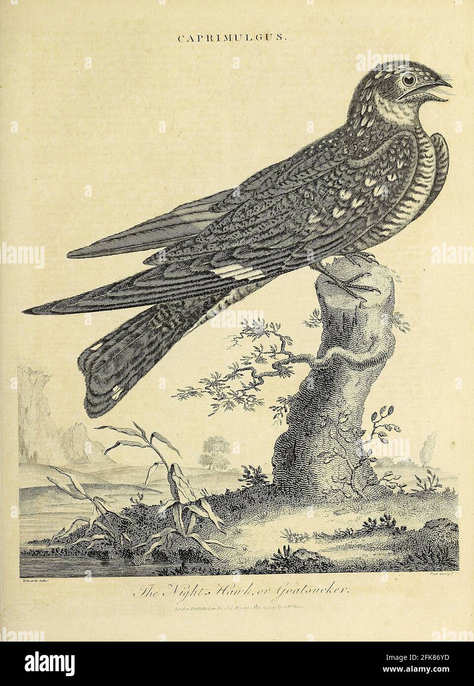 Caprimulgus Night Hawk of Goatsucker oder Nightjar Kupferstich aus der Encyclopedia Londinensis OR, Universal Dictionary of Arts, Sciences, and literature; Band III; herausgegeben von Wilkes, John. Veröffentlicht 1810 in London Stockfoto