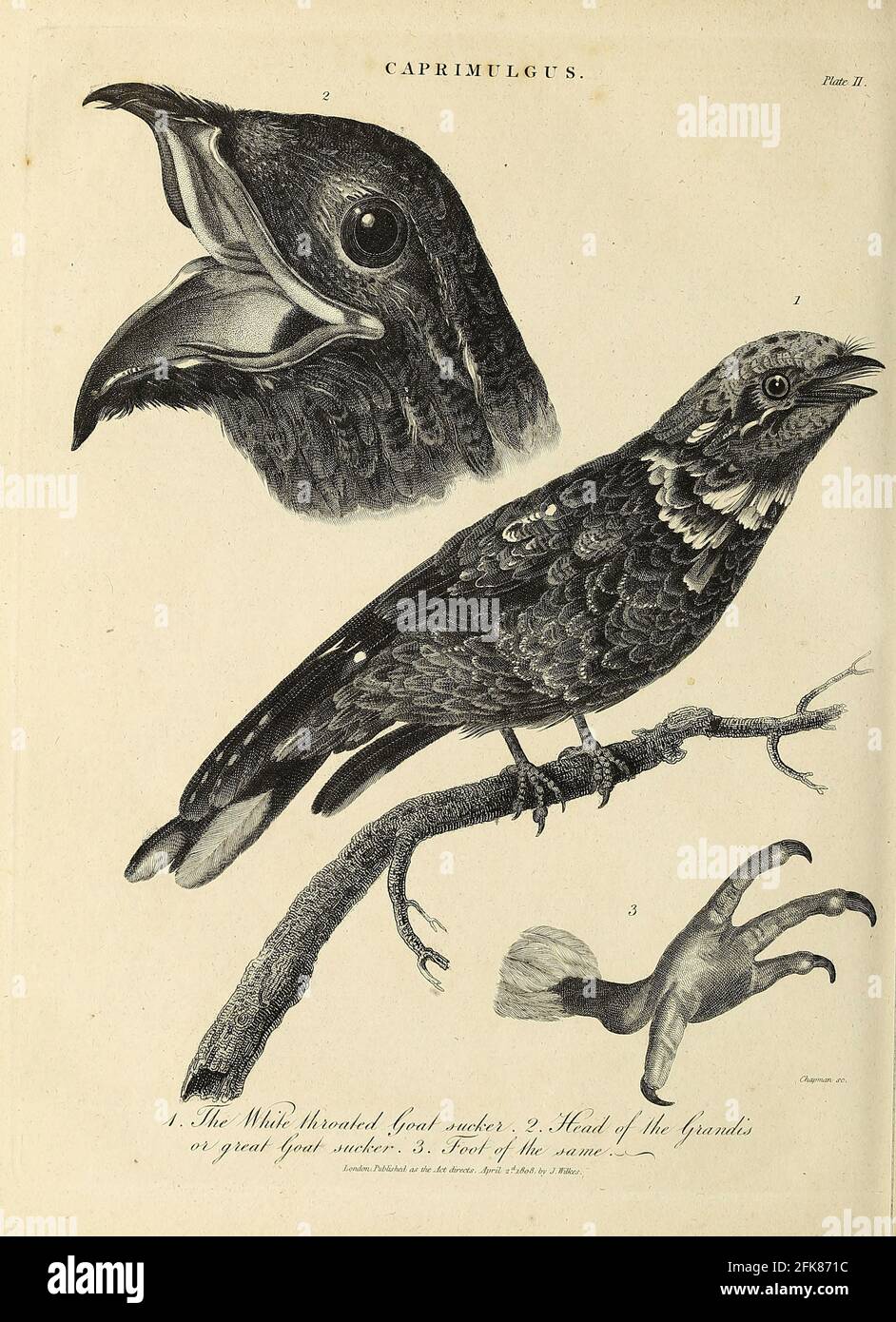 Caprimulgus Night Hawk of Goatsucker oder Nightjar Kupferstich aus der Encyclopedia Londinensis OR, Universal Dictionary of Arts, Sciences, and literature; Band III; herausgegeben von Wilkes, John. Veröffentlicht 1810 in London Stockfoto