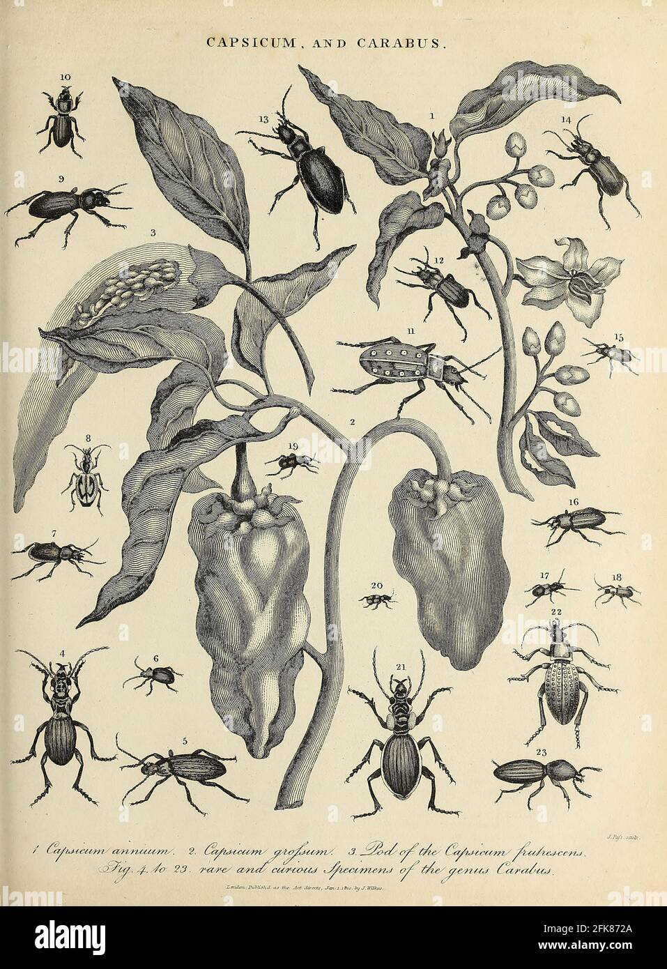 Capsicum (Peppers) und Exemplare der Käfer-Gattung Carabus Kupferstich aus der Encyclopaedia Londinensis OR, Universal Dictionary of Arts, Sciences, and literature; Band III; herausgegeben von Wilkes, John. Veröffentlicht 1810 in London Stockfoto