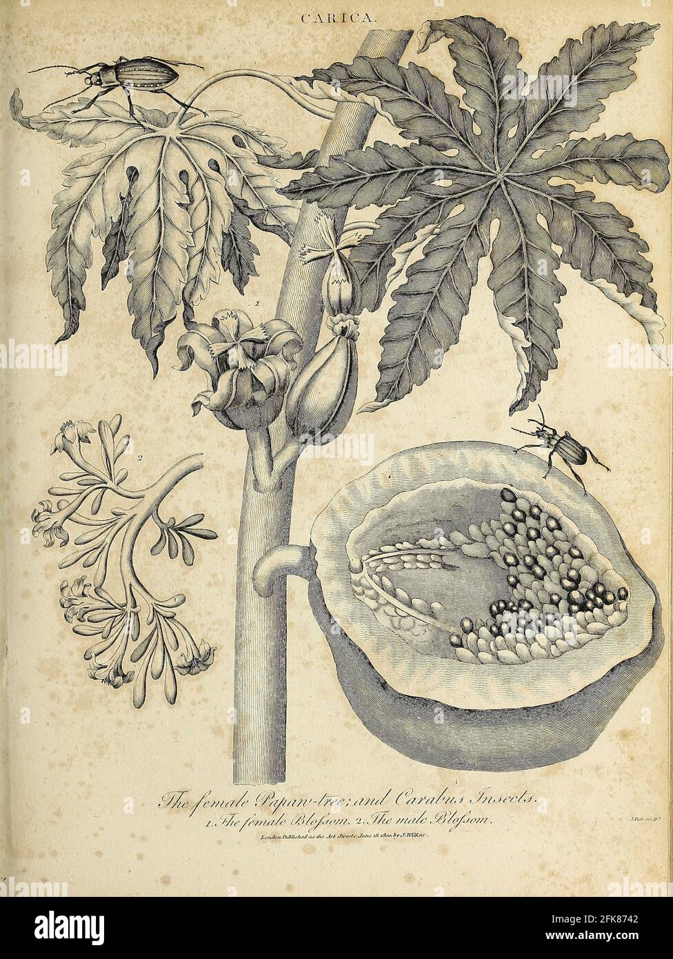 Carica (Papaya pawpaw) und Carabus Insekten Kupferstich aus der Encyclopedia Londinensis OR, Universal Dictionary of Arts, Sciences, and literature; Band III; herausgegeben von Wilkes, John. Veröffentlicht 1810 in London Stockfoto