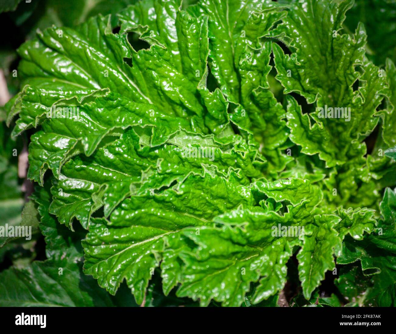 Seltsame lockige Pflanze. Grüne Blätter Hintergrund. Seltsam scharfe Blätter Stockfoto