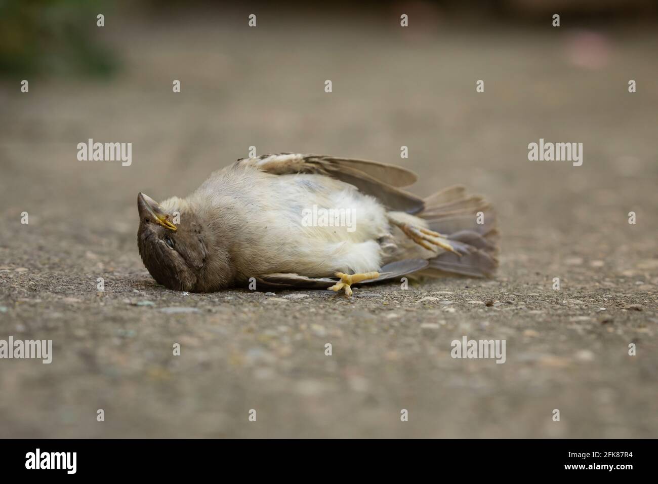 Ein totes Exemplar des Passer domesticus oder des Haussperlings. Es ist einer der üblichen Vögel in ländlichen und städtischen Umgebungen, aber seine Bevölkerung ist im Rückgang Stockfoto