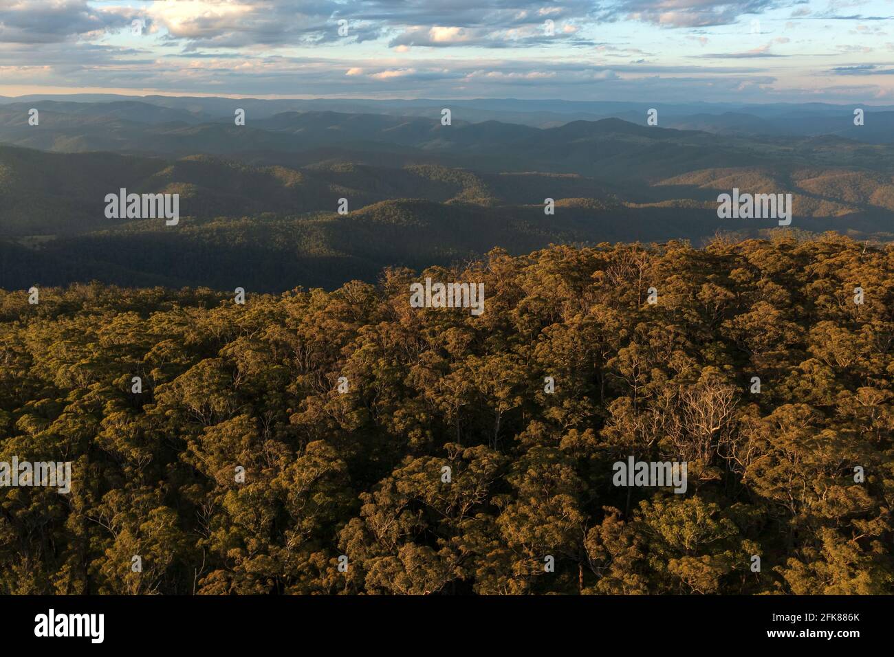 Sonnenuntergang über einem alten Eukalyptuswald hoch in der Great Dividing Range in der Nähe von Nowendoc, NSW, Australien. Stockfoto