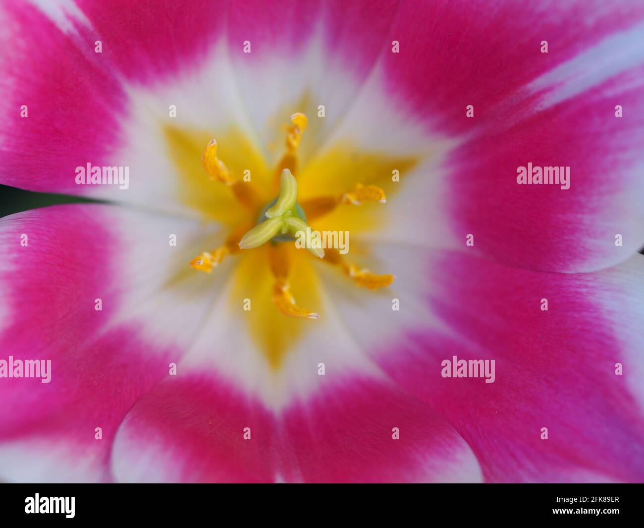 Tulipa 'Ballade'; Detail der rosa und weißen Blütenblätter und gelbe Mitte der Blume zeigt die Kunst der Natur. Stockfoto