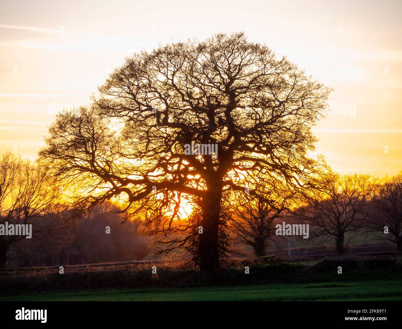 Eichenbäume in der Gasse, die von der Abendsonne beleuchtet werden. Stockfoto