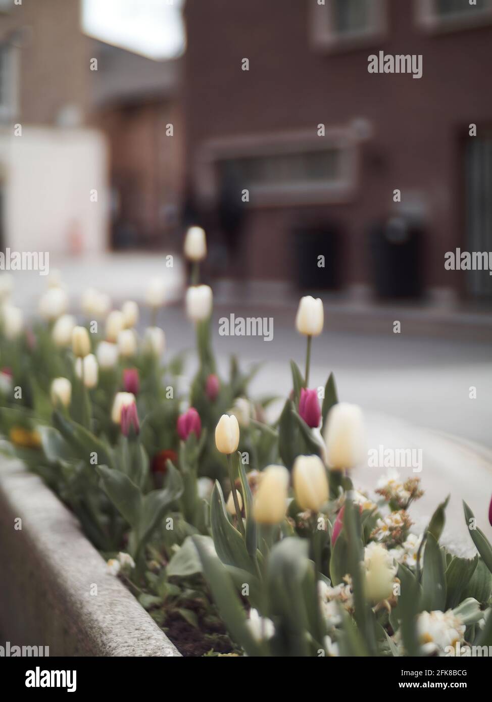 Karmesinrote und cremefarbene Tulpen in einer alten, umfunktionierten Wasserwanne, die in einer urbanen Umgebung eine unerwartete Schönheit und Farbe verleiht. Stockfoto