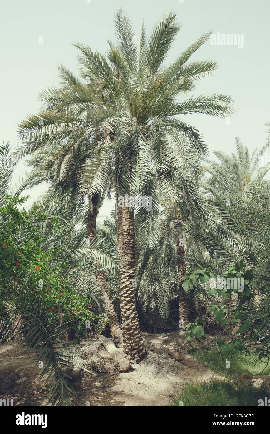 Exotische Destination Palm Tress Oase Stockfoto