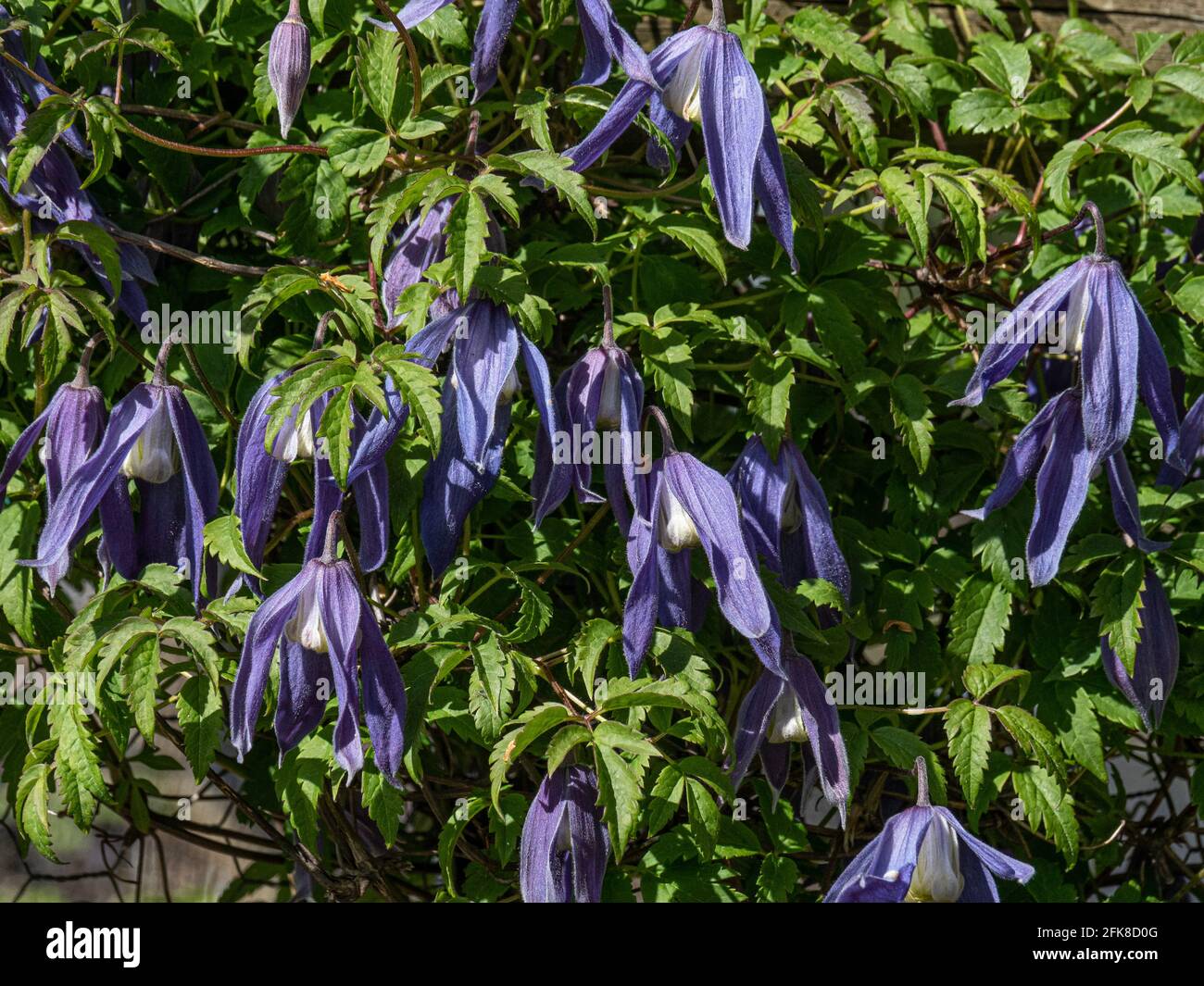 Eine Gruppe der zierlich hängenden blauen Blüten von Clematis Alpna Blue Dancer Stockfoto