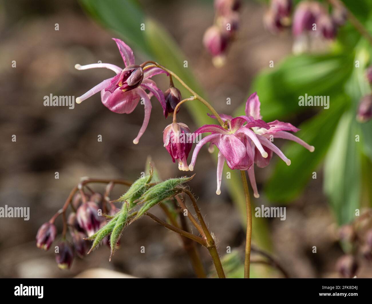 Eine Nahaufnahme der unverwechselbaren mauve Blüten Epimedium Buckland Spider Stockfoto