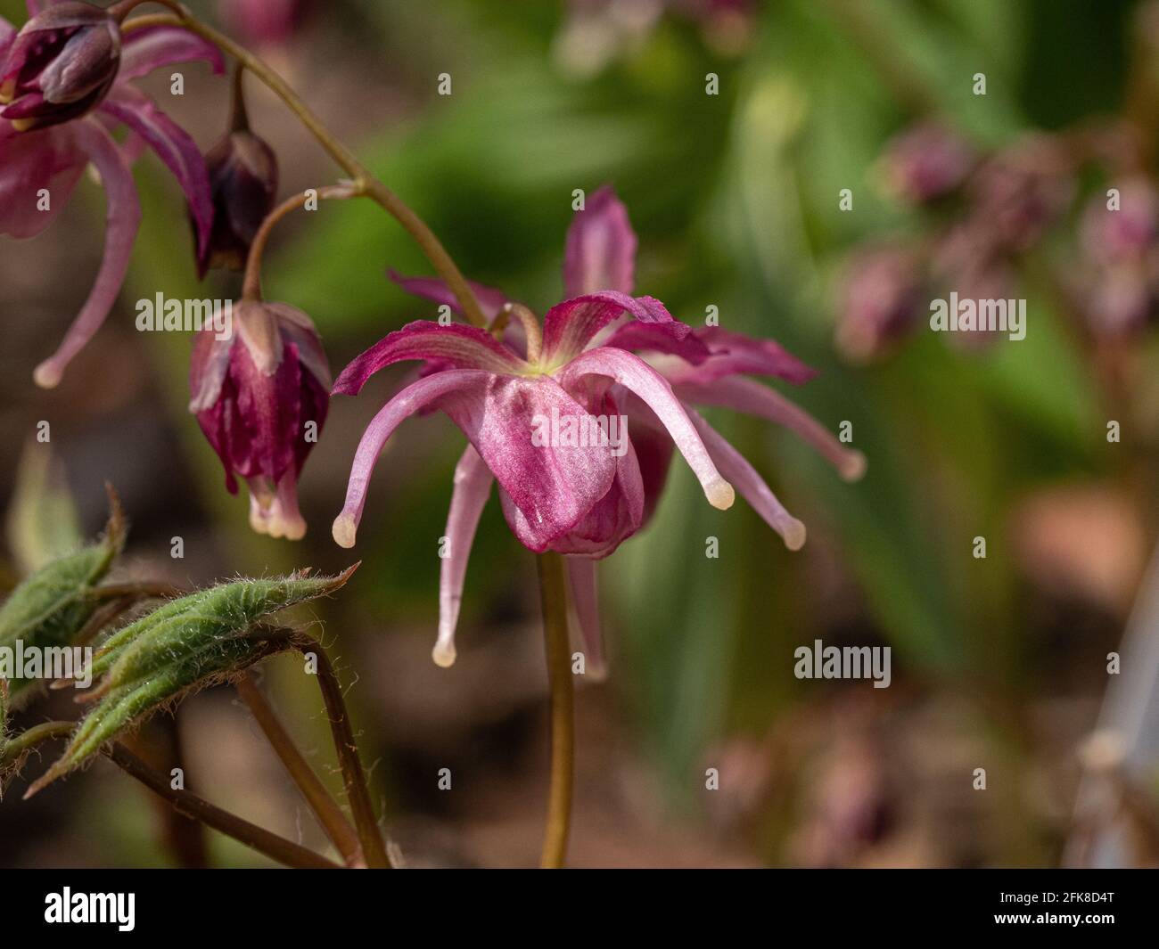 Eine Nahaufnahme der unverwechselbaren mauve Blüten Epimedium Buckland Spider Stockfoto