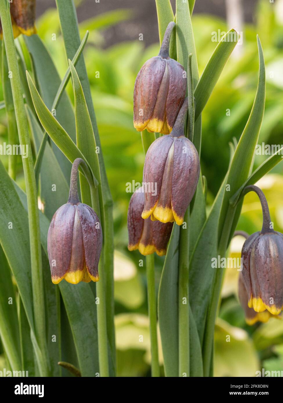 Eine Gruppe der dunkelviolett-braunen Blüten von Fritillaria uva-vulpis Stockfoto