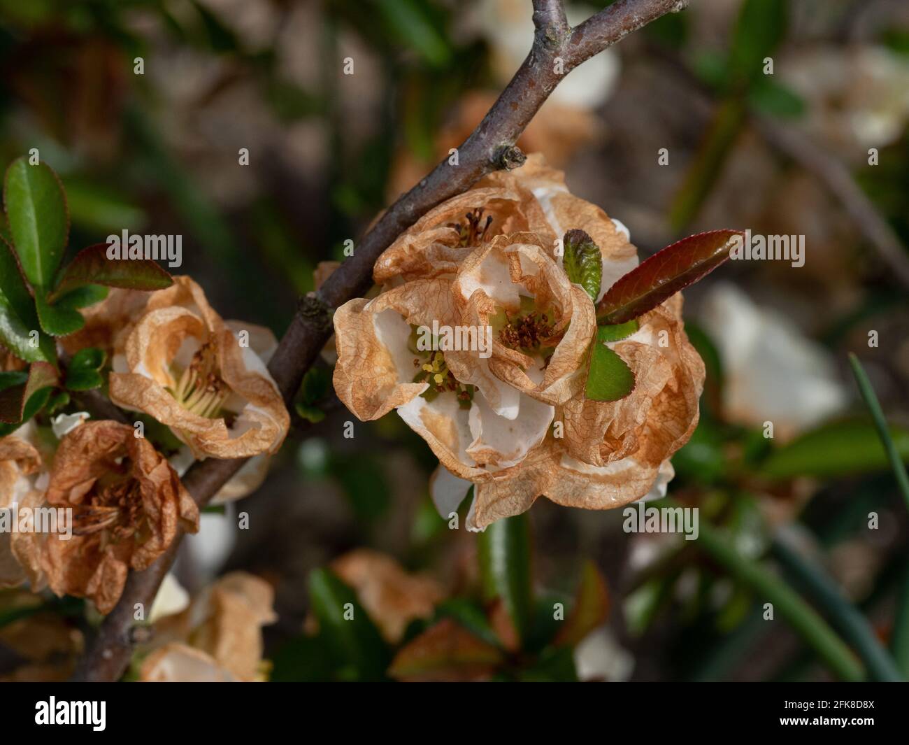 Eine Nahaufnahme des Frosts beschädigte weiße Blüten Chaenomeles x Superba „Jet Trail“ Stockfoto