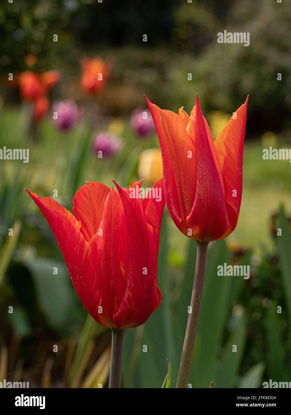 Eine Nahaufnahme einer Gruppe von Blumen der Orange Tulip Ballerina Stockfoto