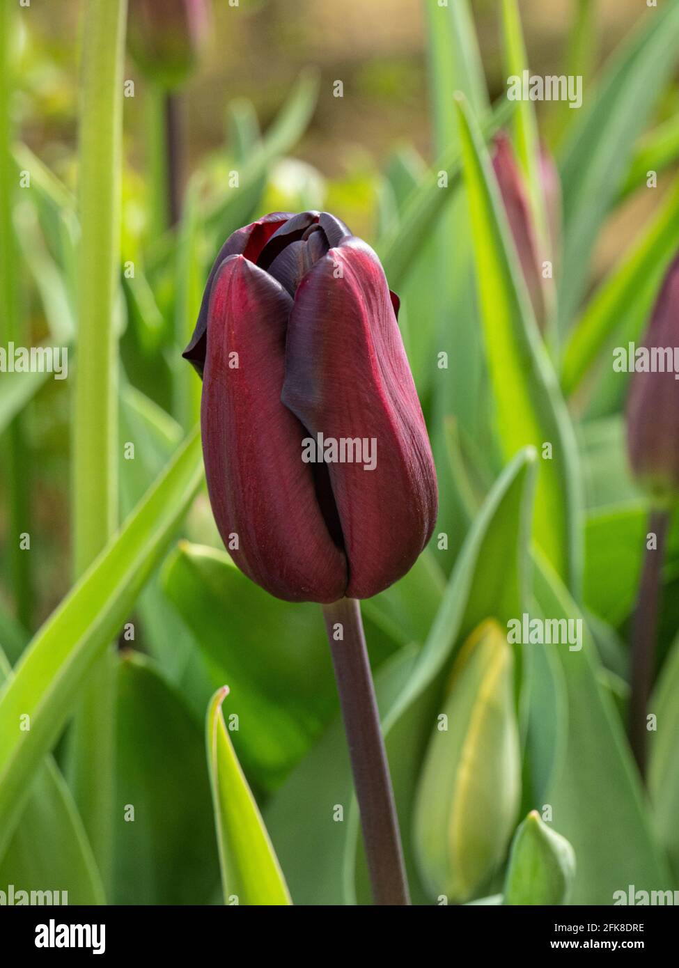 Eine Nahaufnahme eines einzelnen Stiels aus dunklem kastanienviolett Tulip Continental Stockfoto