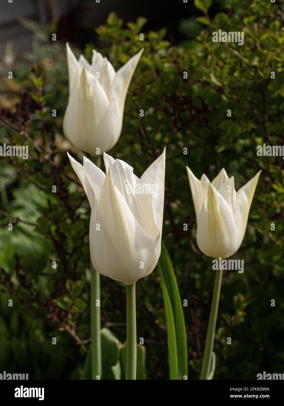 Eine Gruppe der klaren weißen Blüten der Lilie blühte Tulpe White Triumphator Stockfoto
