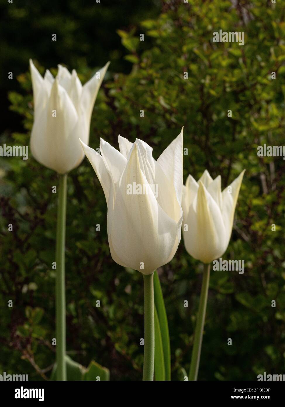 Eine Gruppe der klaren weißen Blüten der Lilie blühte Tulpe White Triumphator Stockfoto