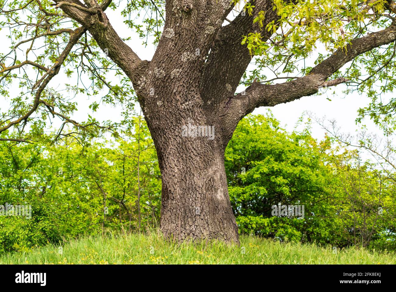 Alte riesige Eiche im Frühling Stockfoto