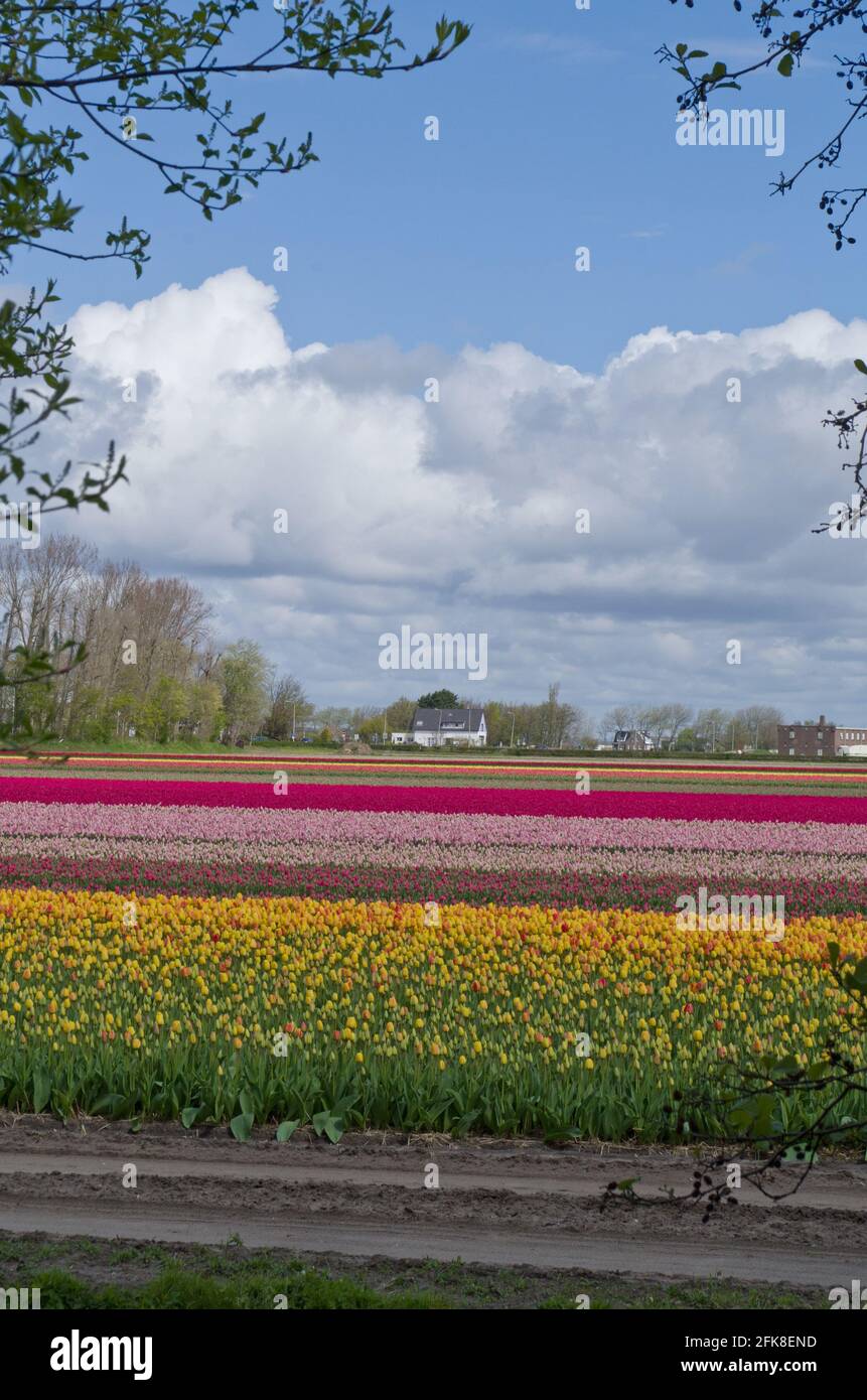 Keukenhof Gardens, Lisse, Niederlande, mit Fernsicht auf die Zwiebelfelder Stockfoto