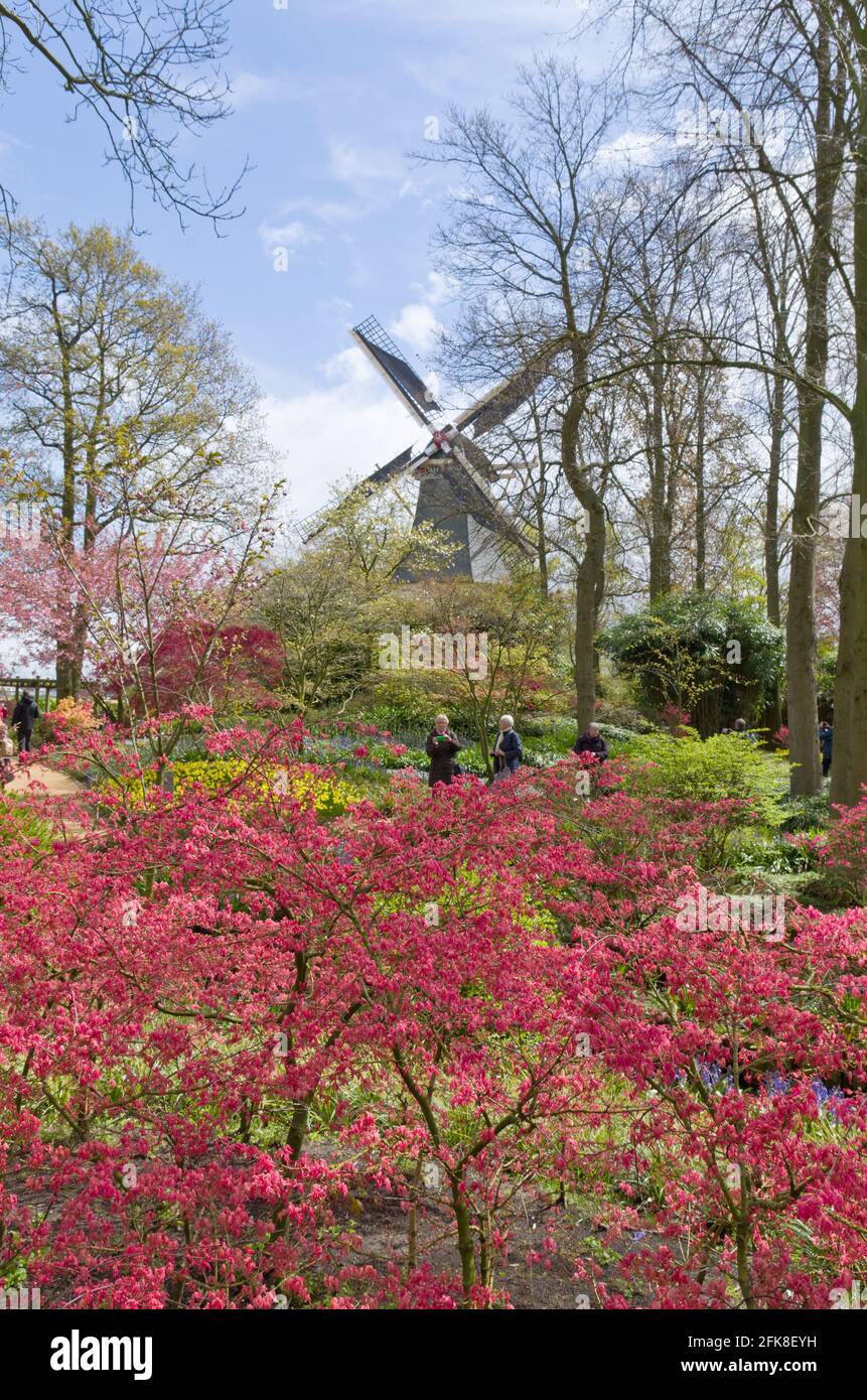 Keukenhof Gardens, Lisse, Niederlande; Blick auf die Windmühle Stockfoto