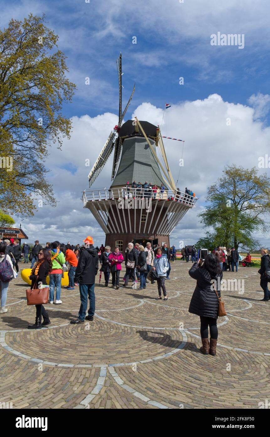 Keukenhof Gardens, Lisse, Niederlande; Blick auf die Windmühle Stockfoto