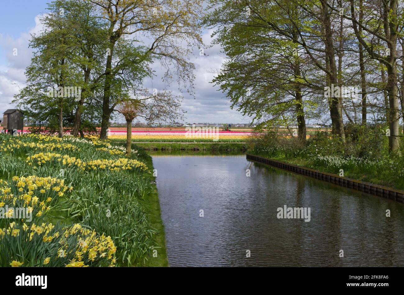 Keukenhof Gardens, Lisse, Niederlande, mit Fernsicht auf die Zwiebelfelder Stockfoto