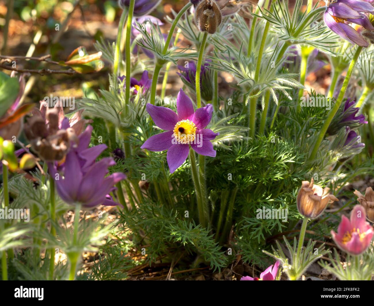 Lila Pasque Blume in einem gemischten Garten Stockfoto